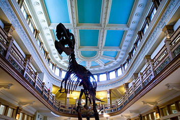 A T-Rex skeleton, seen from below, on display in a museum.