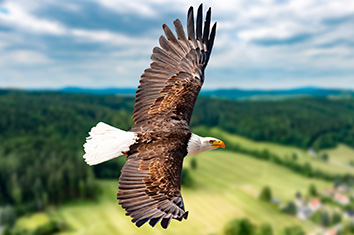 Un aigle vole avec ses ailes déployées au-dessus d’une forêt et d’un paysage verdoyant.