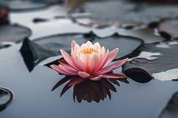 Une fleur de lotus rose flotte sur l’eau aux côtés de nénuphars.