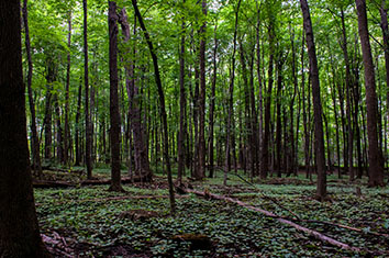 trees in the forest