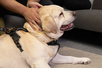 person petting a dog