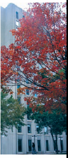 Elders and Upstarts: The Trees of the Lower Campus