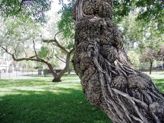 VIRTUAL TOUR: Trees of McGill