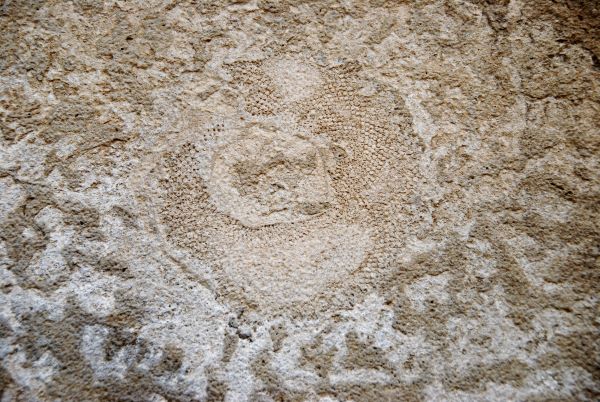VIRTUAL TOUR: Stones and fossils around McGill
