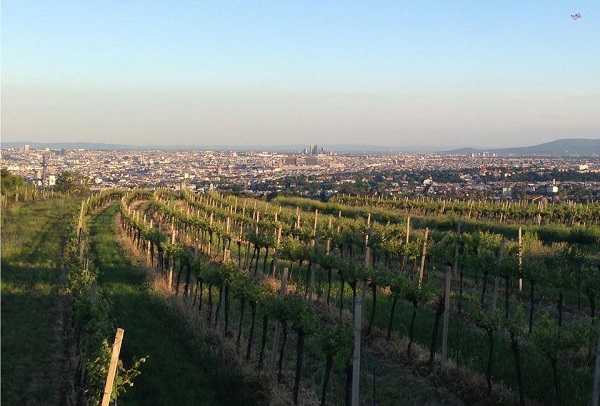 MAA Vienna: Hiking and Heuriger