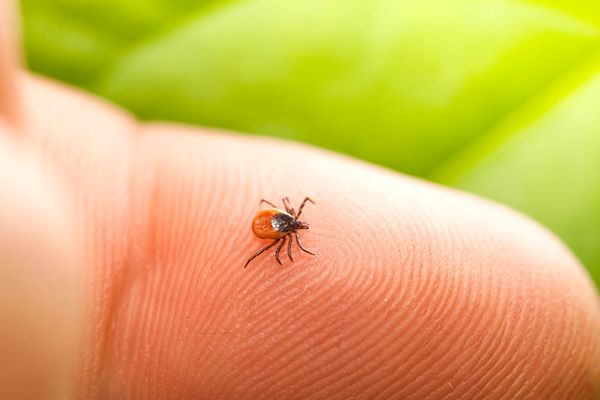 Tick Talk: understanding and preventing tick-borne illnesses