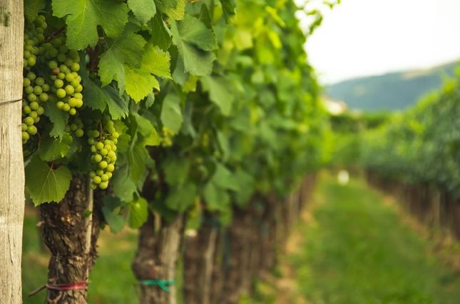 wineyard and grapes field