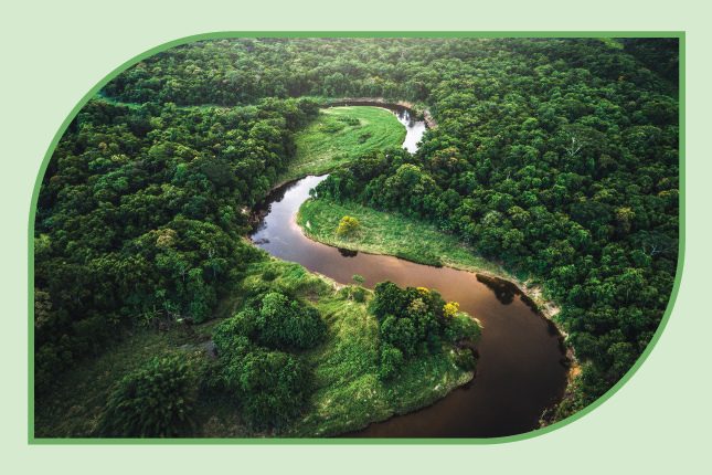 river passing through a forest